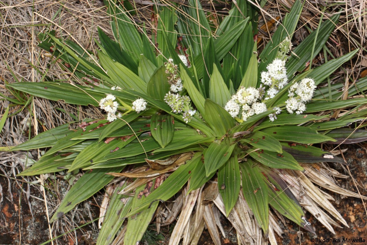 Hedyotis plantaginifolia Arn.